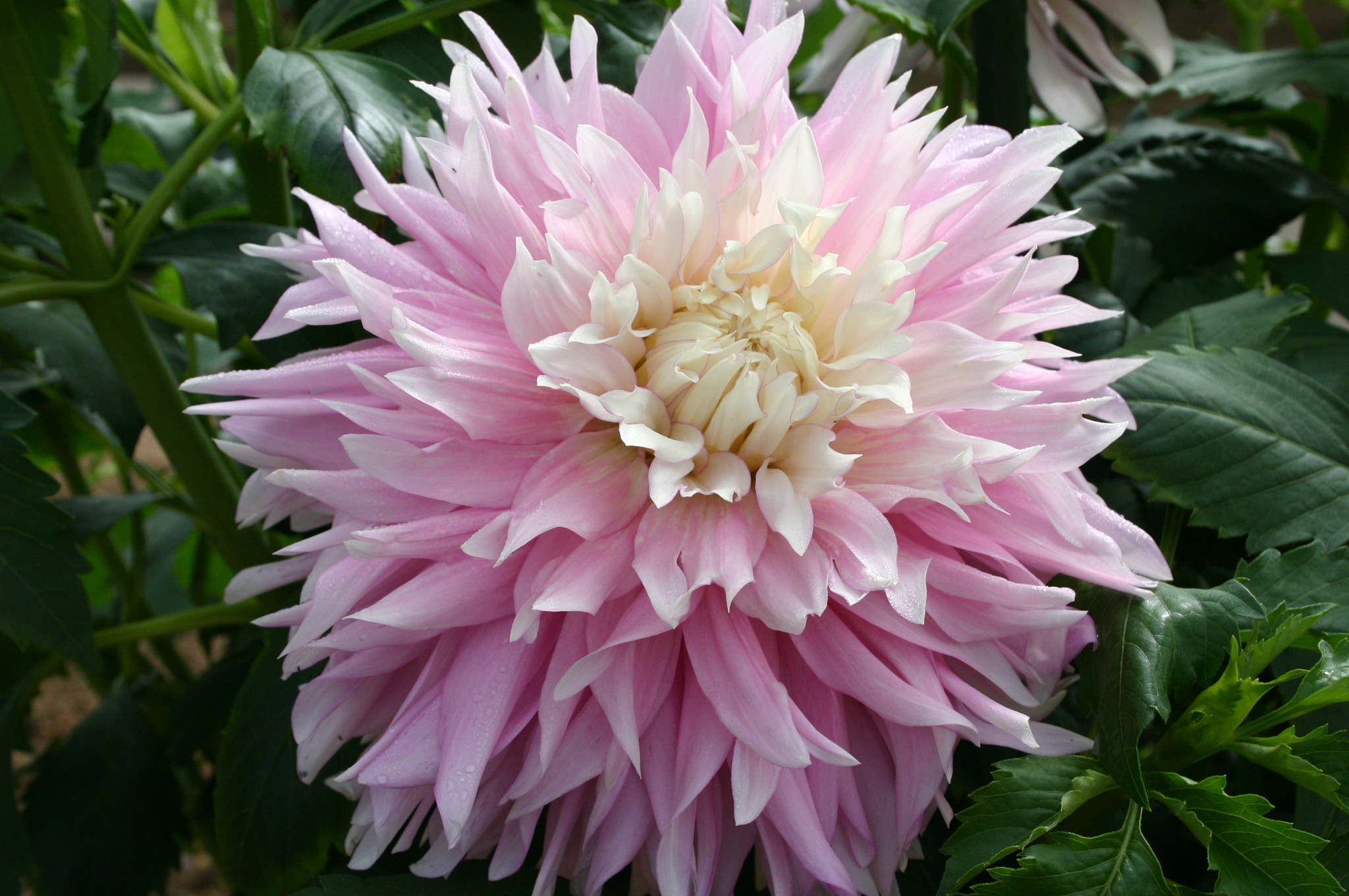 ダリアの球根　桜女王　他 ダリア・桜女王| 種・苗・ガーデニング用品の【タキイネット通販】