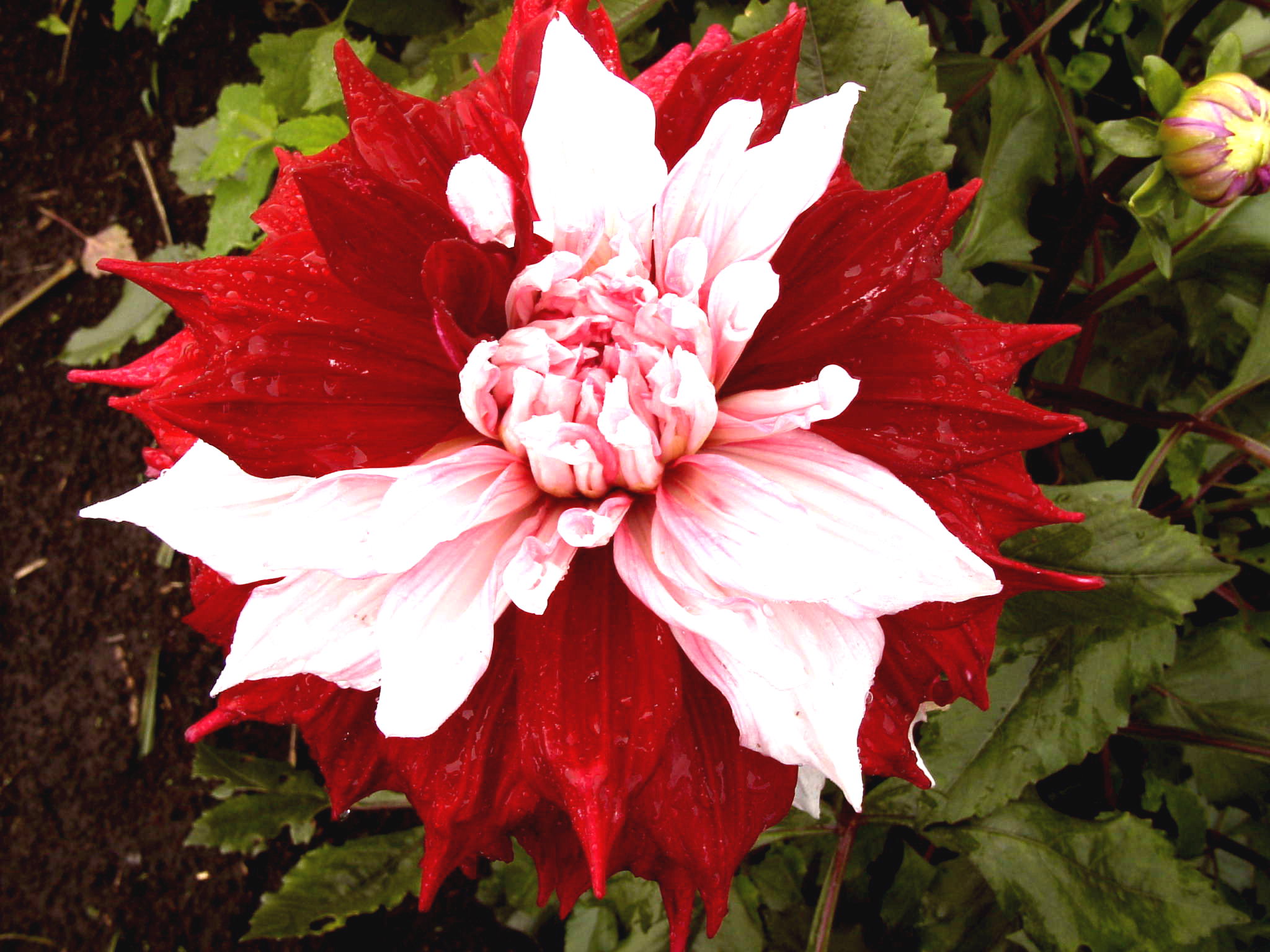 春植え球根の代表☆ダリアを入荷しました♪: フラワーコーポレーション